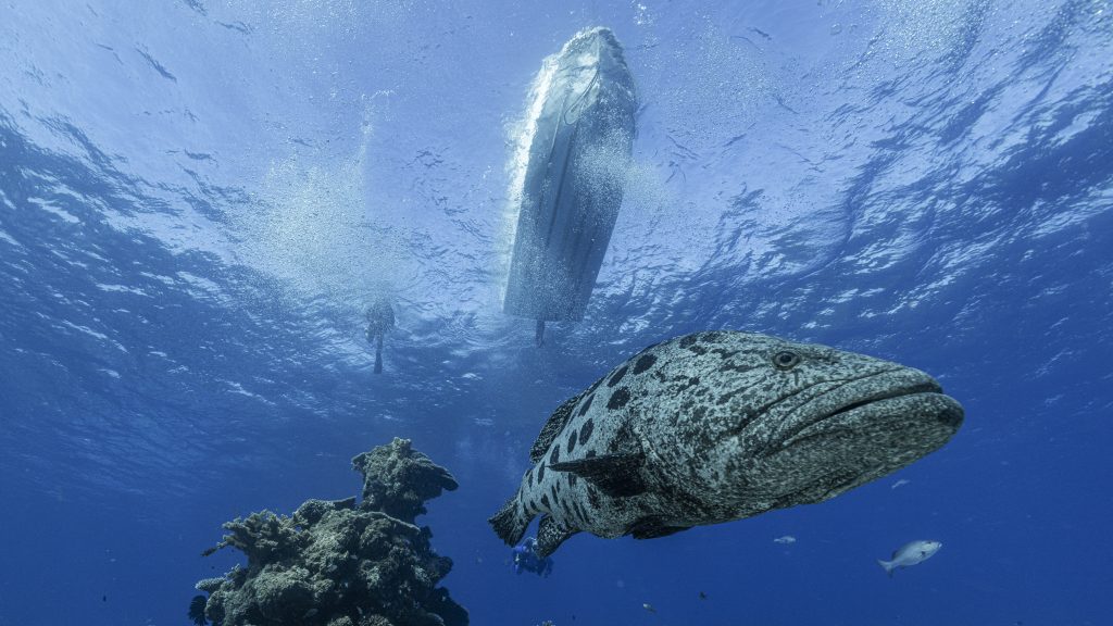The Cod Hole & Lizard Island