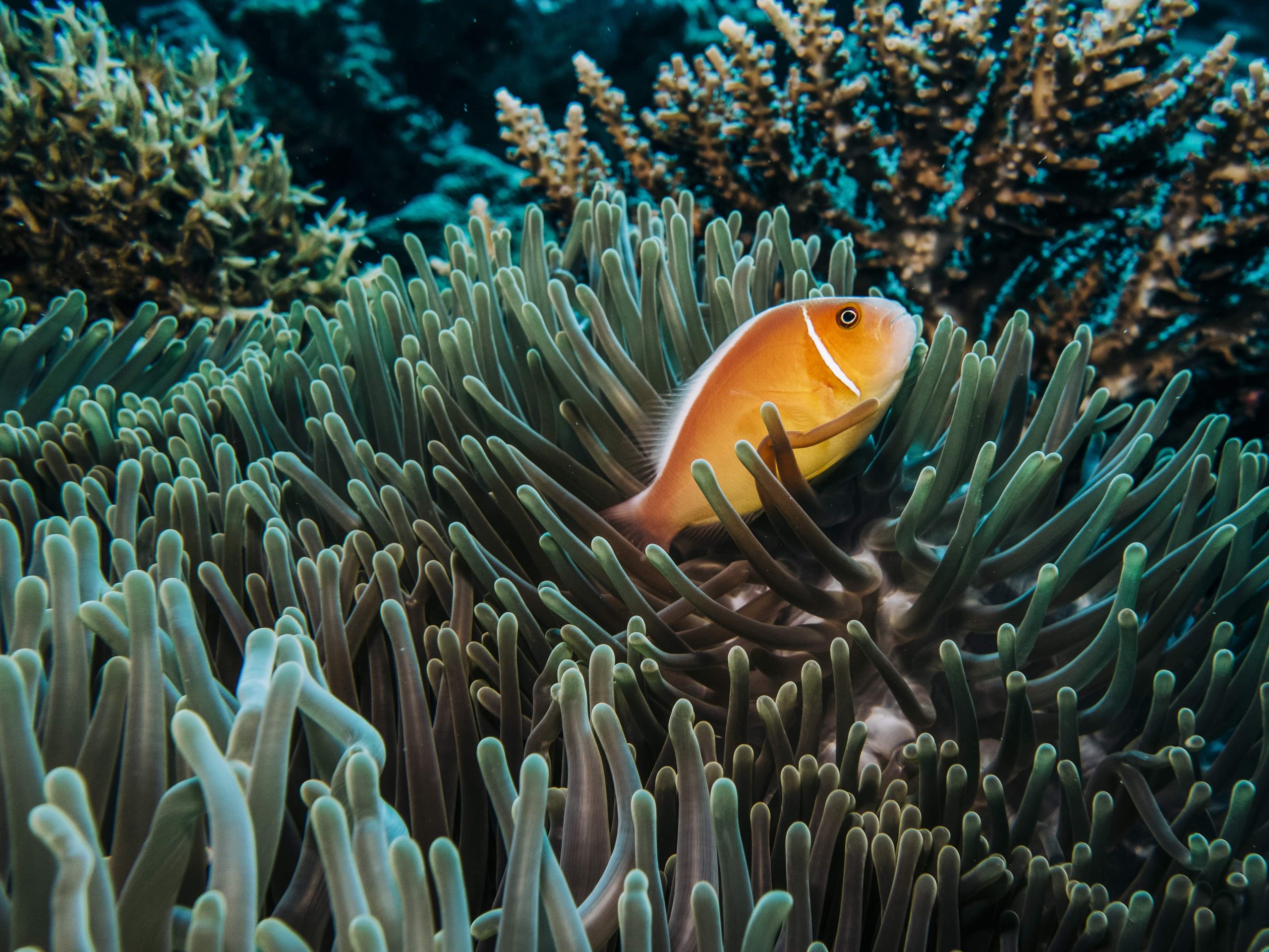 Gold Fish at Gold Coast | Cruise to Cairns to Cairns
