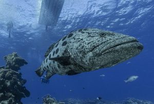Great Barrier Reef Snapshot
