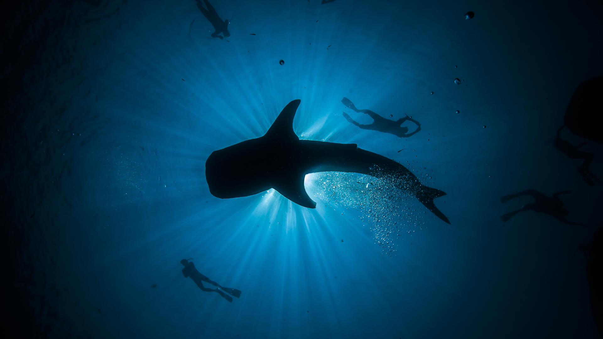 Whale Sharks of Cenderawasih Bay