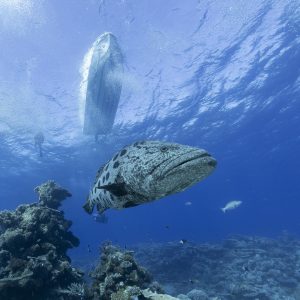 Great Barrier Reef Conservation Cruise 1