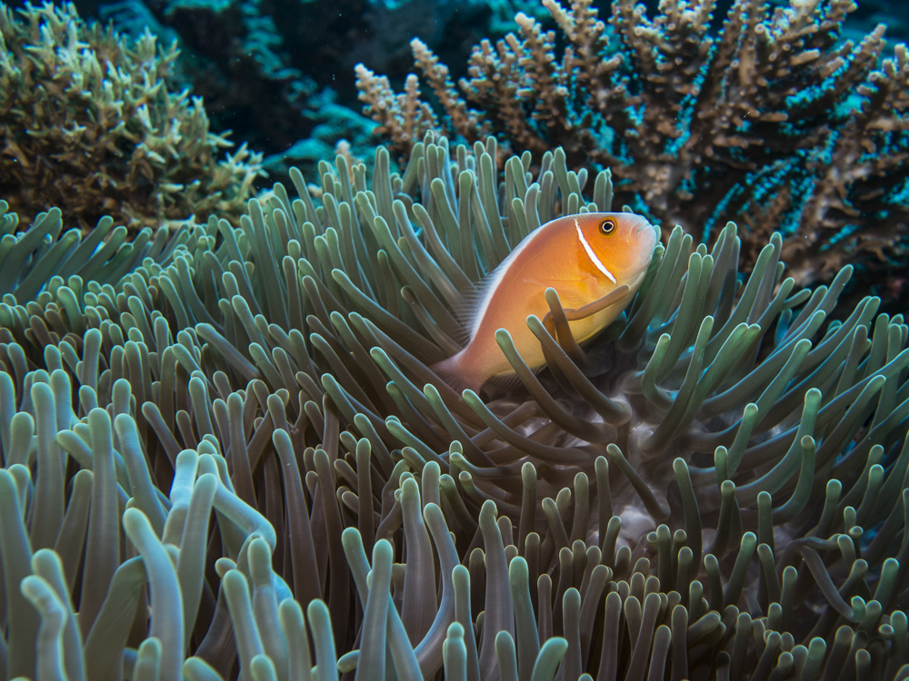 The Outer Reef