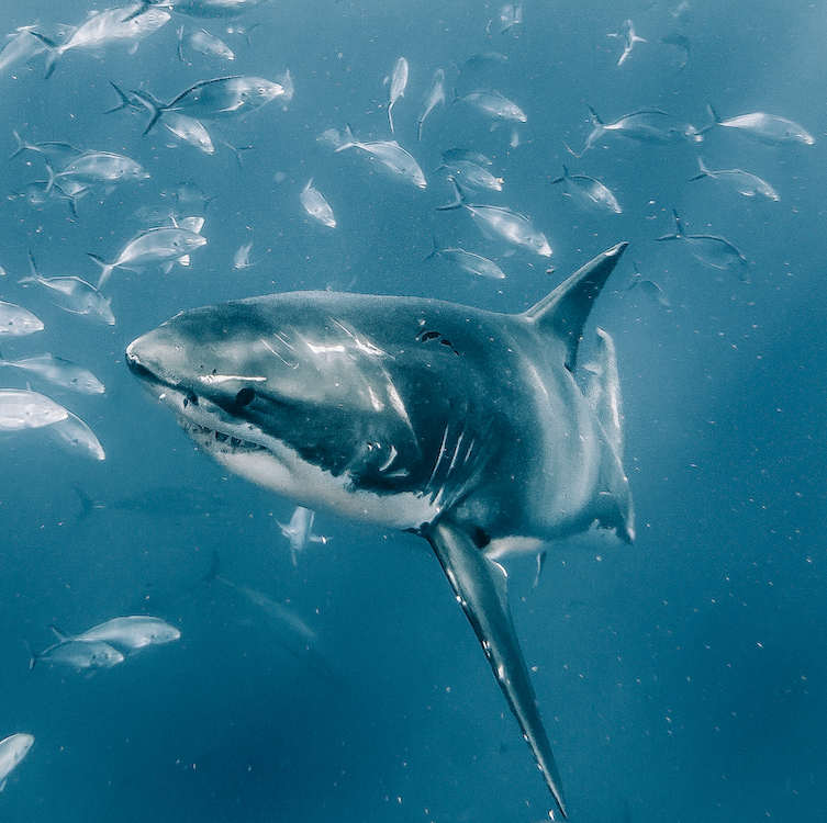 Great White Sharks