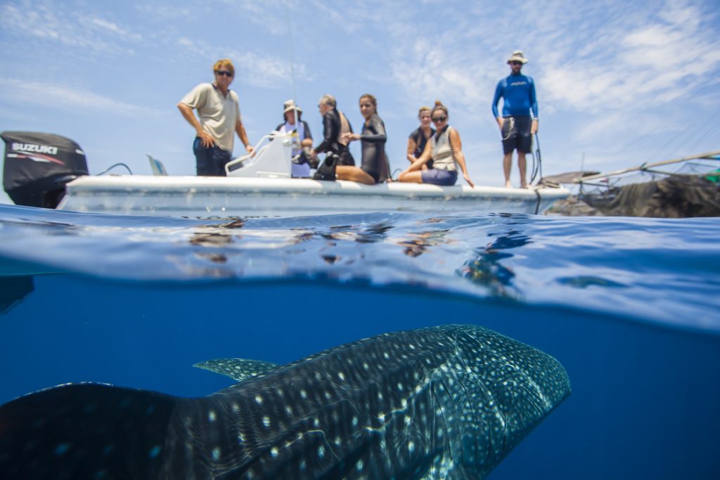 Swim with Whale Sharks