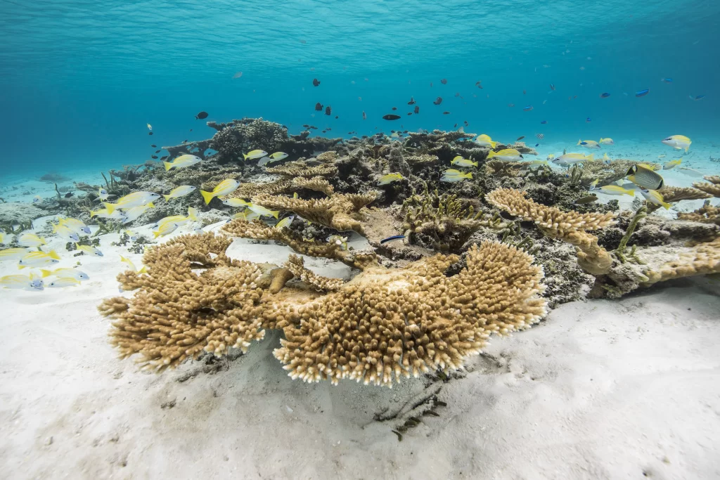 Ayau Atoll