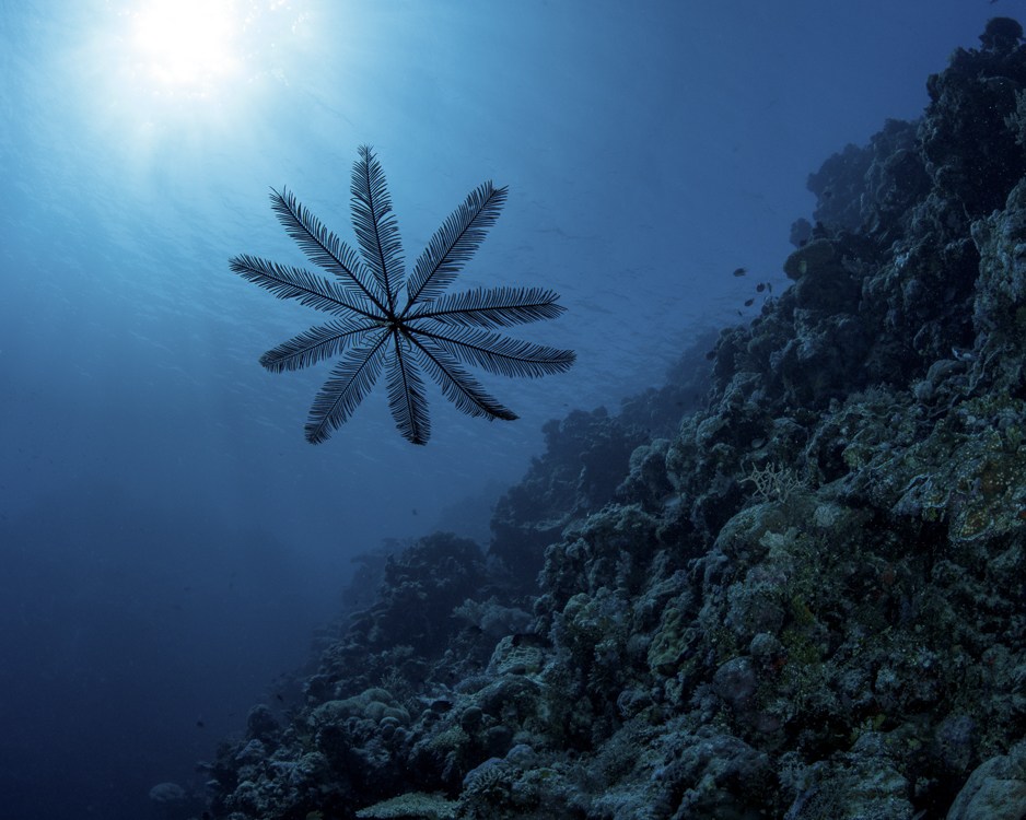 Ribbon Reefs & Escape Reef