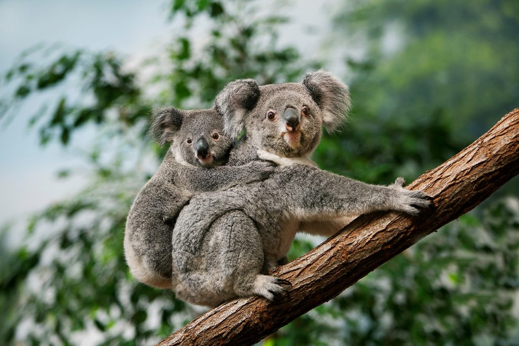 Palm Island & Magnetic Island
