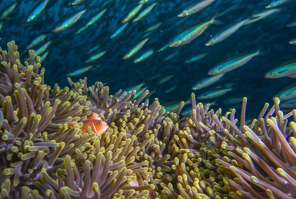 John Brewer Reef & Museum of Underwater Art