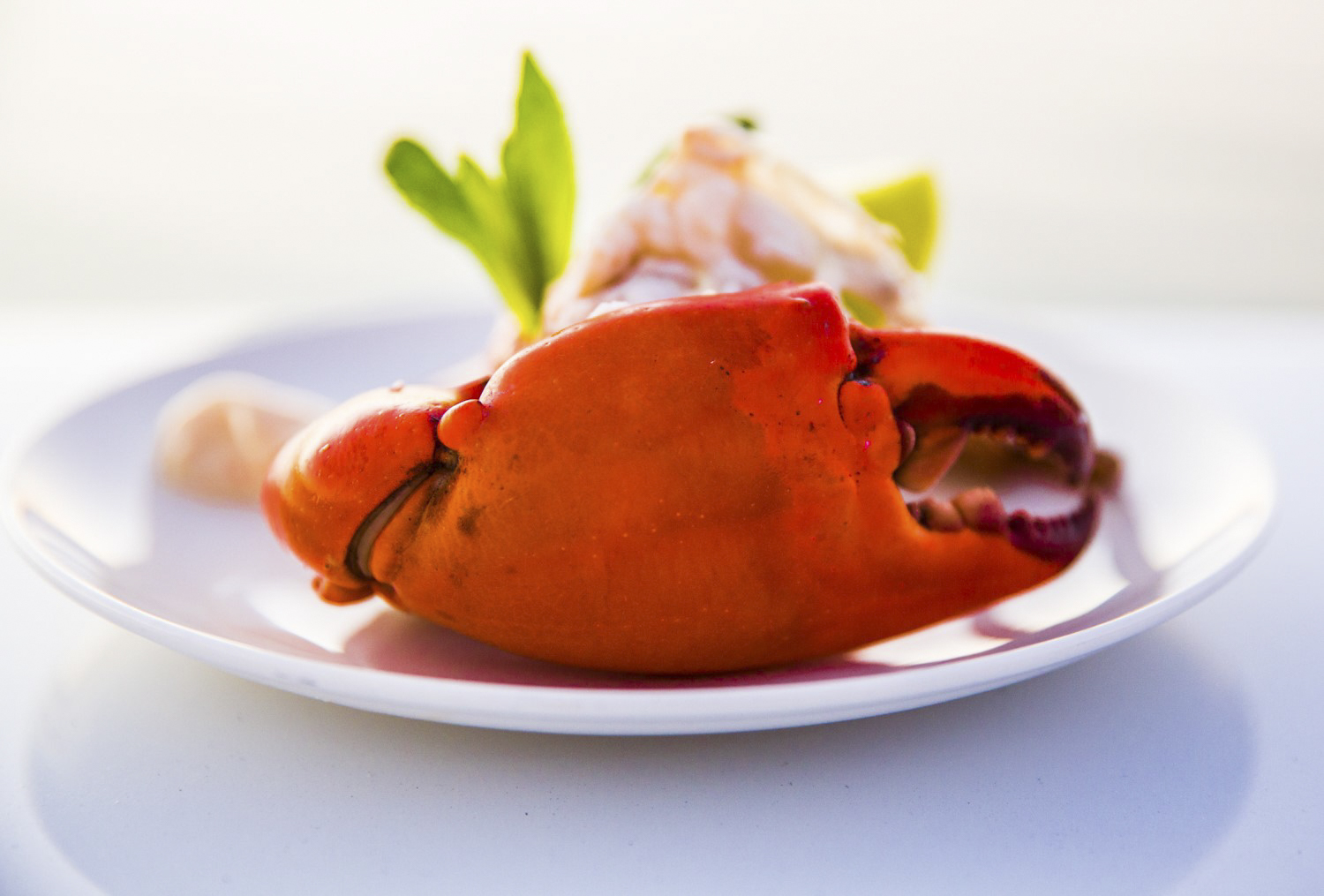 True North Food Crab