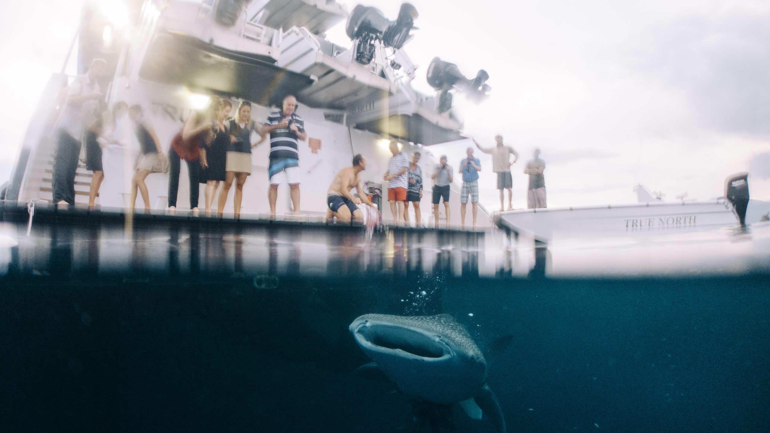 Agent Image Gallery 98 True North Cruise and Whale View