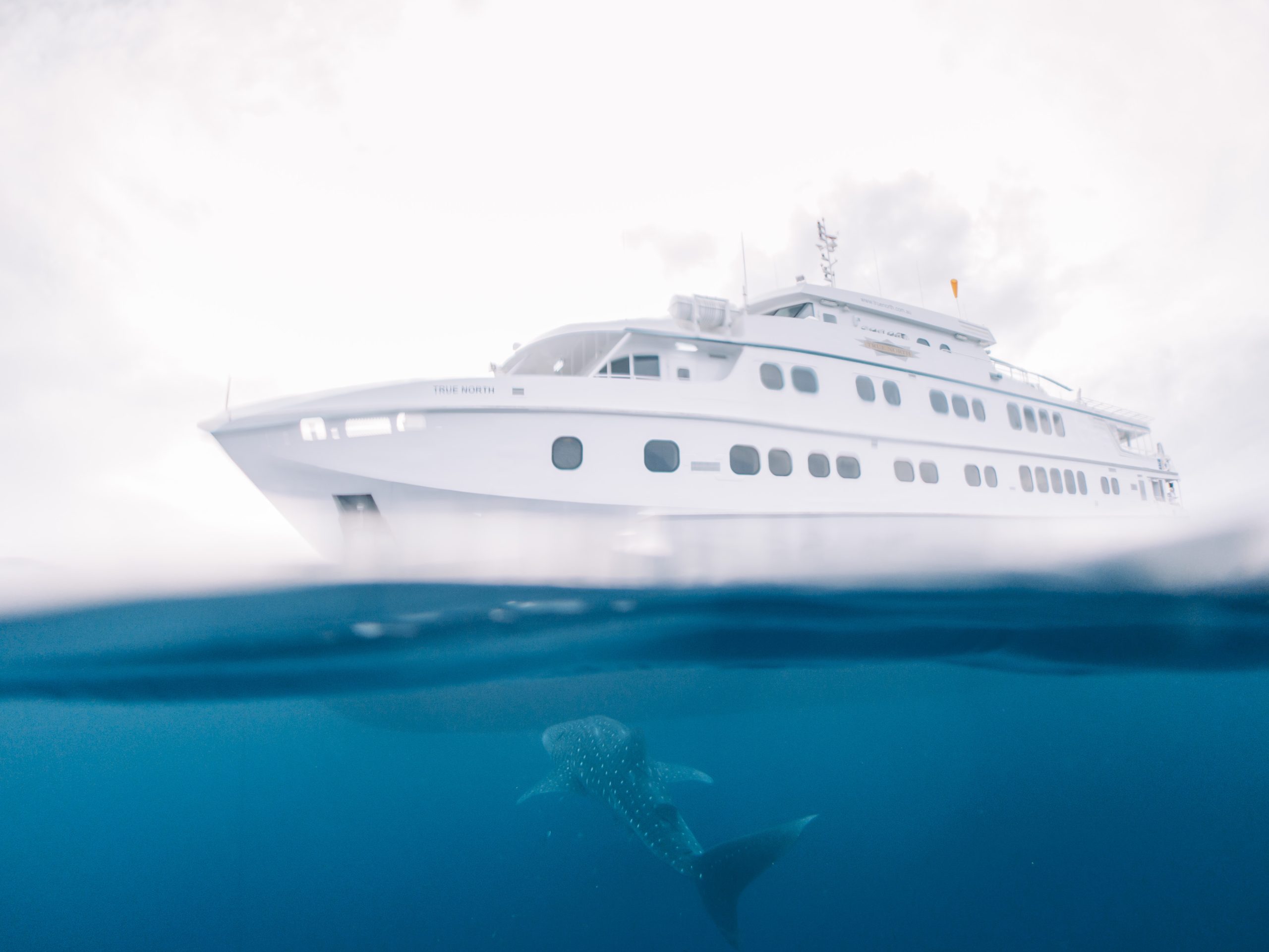 Agent Image Gallery 99 True North Cruise and Whale View