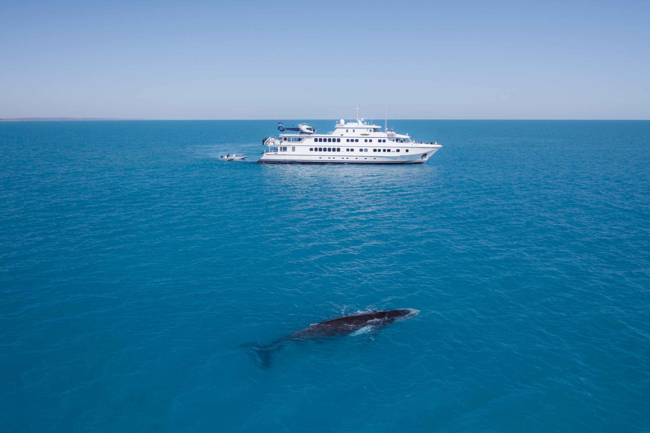 Agent Image Gallery 16 True North Adventures cruises with Dolphin