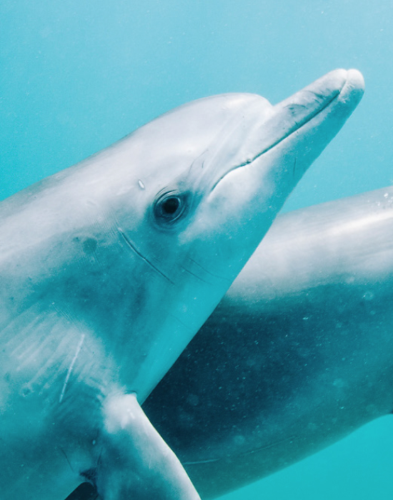 Swim with Dolphins