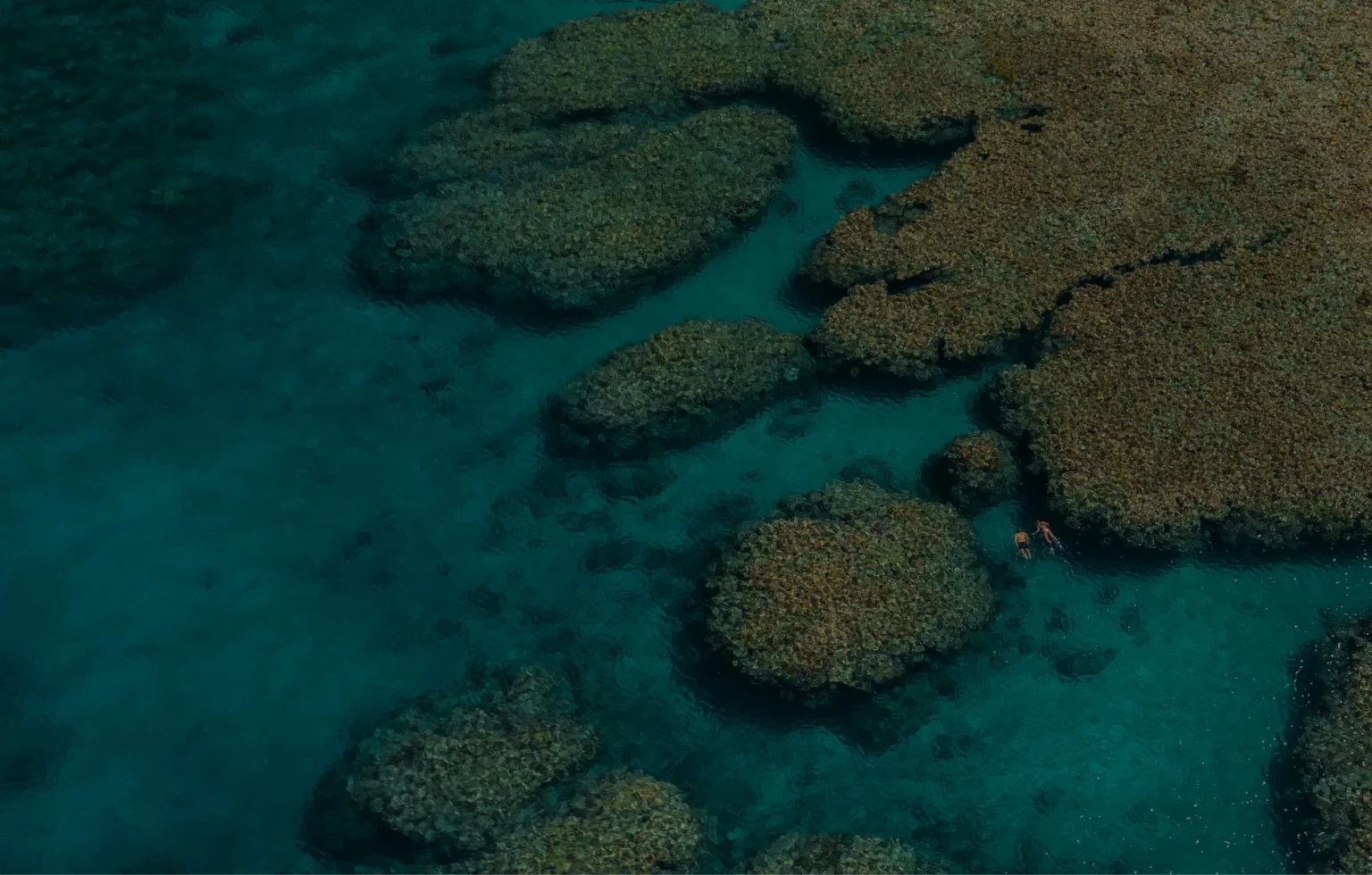 A group of corals in the water visit with our expedition cruise