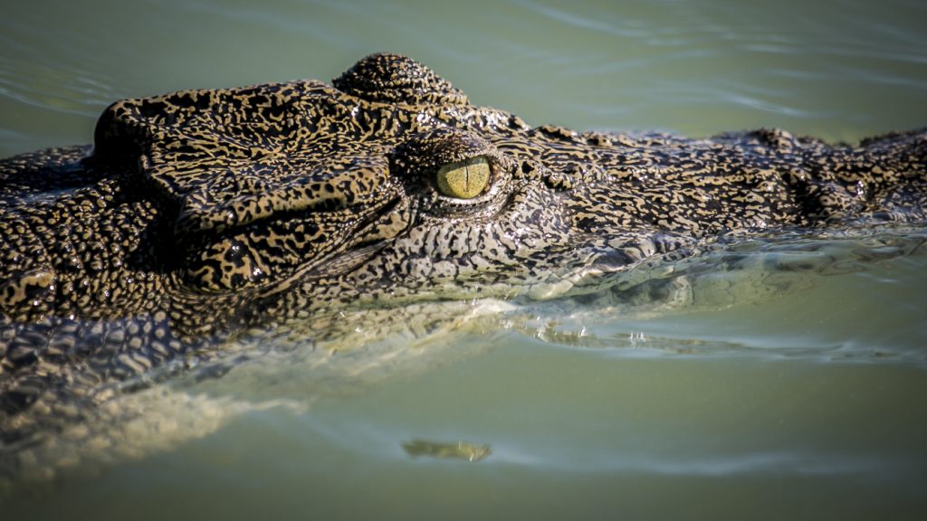 Top End Safari Camp 